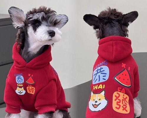 狗狗拜年时如何正确佩戴帽子？有哪些款式适合狗狗？
