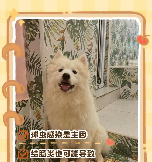 为什么狗狗喝完药会拉稀（探究药品对狗狗的影响及预防方法）