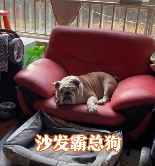 狗狗为什么总是喜欢添沙发（揭秘狗狗喜欢添沙发的原因及如何解决）