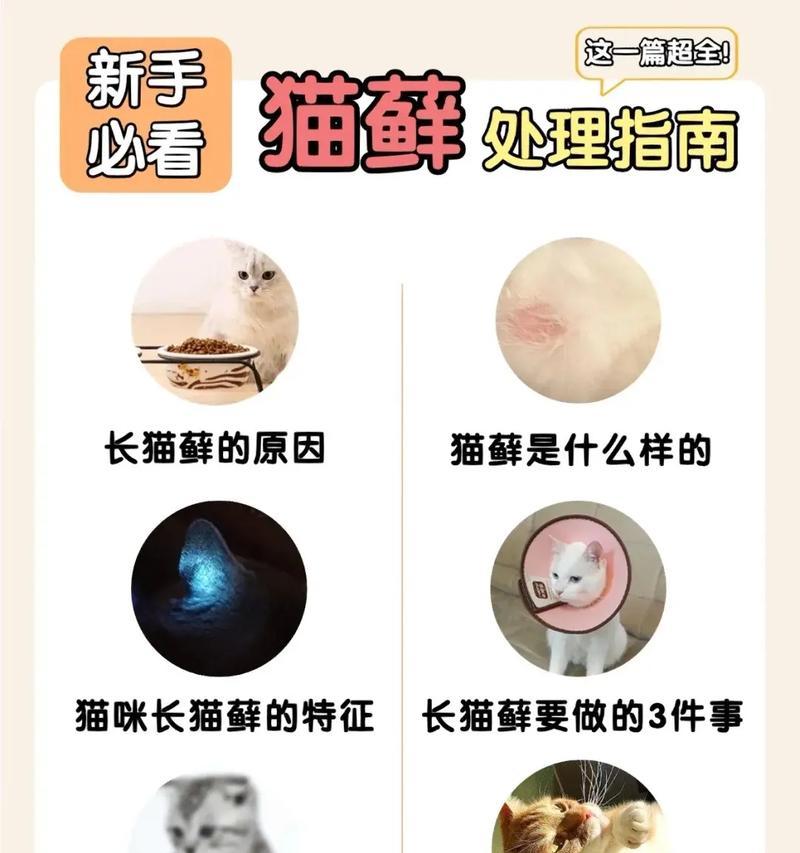 探究猫藓症状、治疗与预防