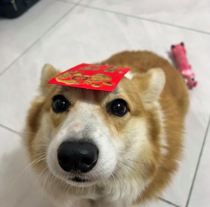 过年出游，如何照顾宠物狗？