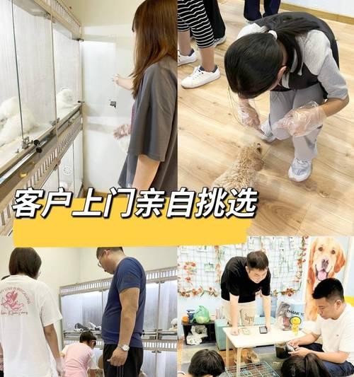 石家庄宠物店全方位解密（探秘石家庄宠物店的产品和服务）