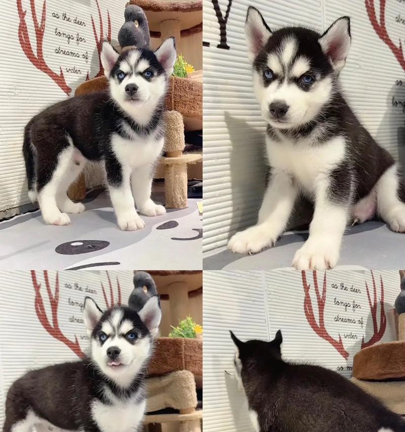 哈士奇幼犬的价格范围是多少？购买时如何辨别品质？