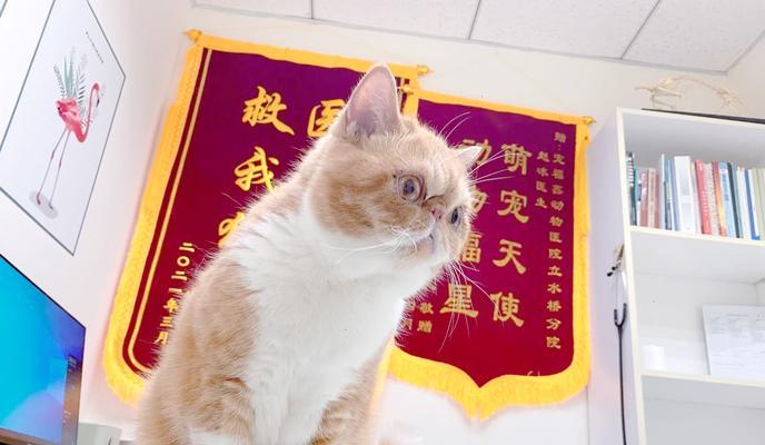 宠物打疫苗后的注意事项（小猫吐了怎么办）