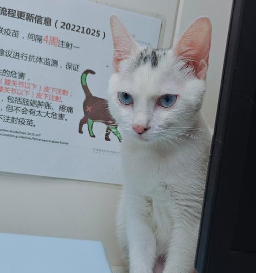 猫猫打针时间表，让宠物更健康！