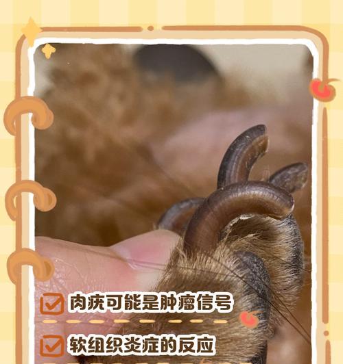 狗狗长疣了怎么办？狗狗的名字怎么取？