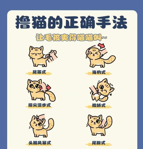 小猫怎么摸才能舒服？抚摸小猫的正确方法是什么？