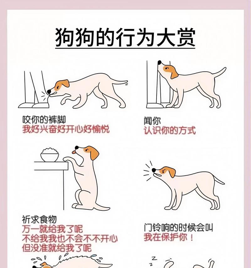 被狗狗添了舌头怎么办（宠物的爱抚与注意事项）