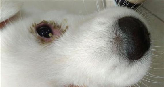 为什么你的狗狗不能不打疫苗（狗狗不打疫苗易得犬瘟）