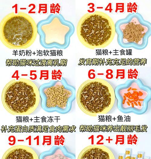没满月小猫的喂养指南（从一只弱小的小猫到健康成长）