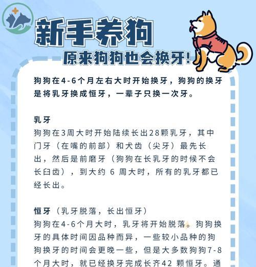 狗狗换牙期需要注意哪些事项?如何帮助它们顺利换牙? 狗狗换牙期需要注意哪些事项?如何帮助它们顺利换牙?
