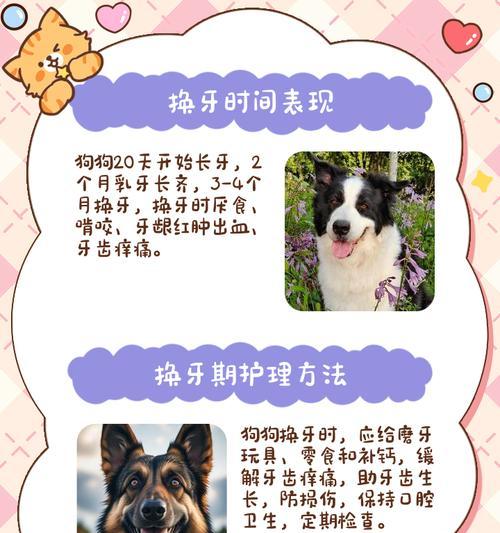 狗狗换牙期需要注意哪些事项?如何帮助它们顺利换牙? 狗狗换牙期需要注意哪些事项?如何帮助它们顺利换牙?