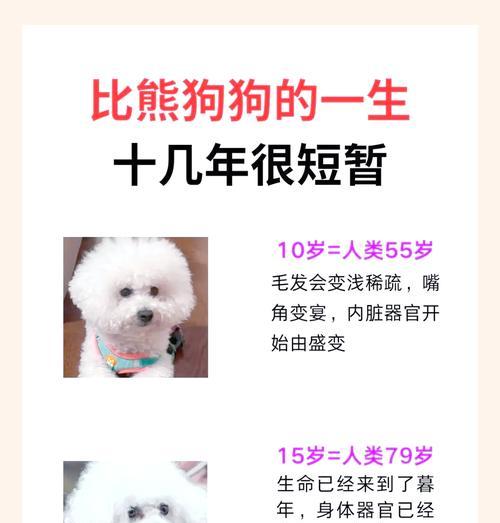 比熊犬多大年龄算老龄？如何照顾老年比熊？