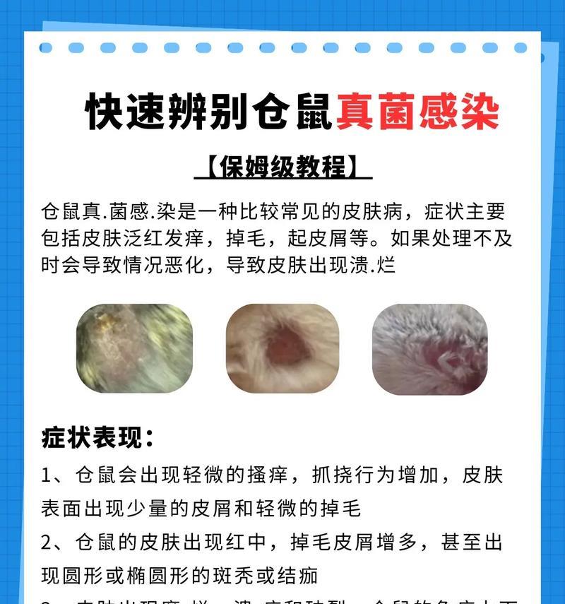仓鼠真菌感染如何处理？有哪些预防措施？