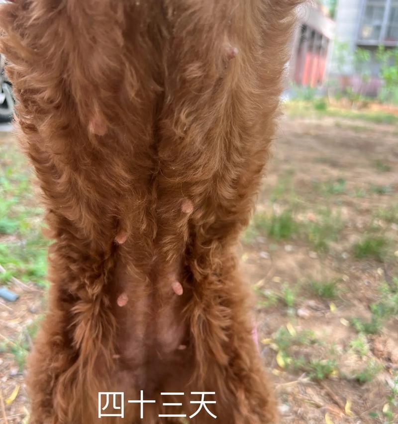 宠物狗狗如何发现主人的怀孕（狗狗嗅觉灵敏）