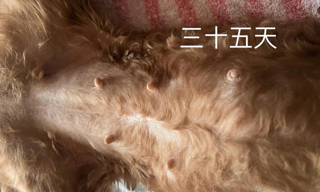 宠物狗狗如何发现主人的怀孕（狗狗嗅觉灵敏）