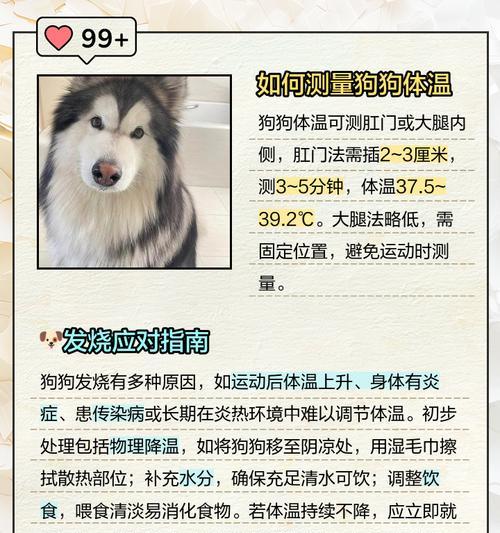 狗狗发烧持续不退应该怎么办？如何正确处理？