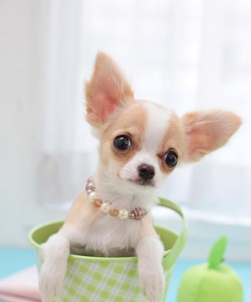 以茶杯犬最便宜多少为基准的宠物购买指南(从价格到品种) 以茶杯犬最便宜多少为基准的宠物购买指南(从价格到品种)