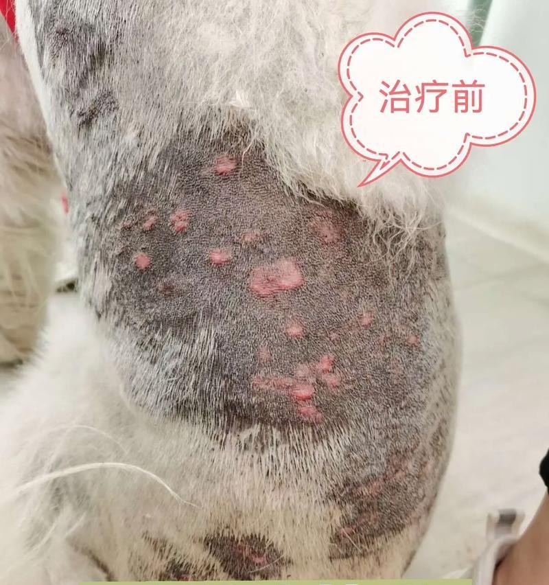 狗狗皮肤的保养与健康（让你的狗狗拥有健康的皮肤）