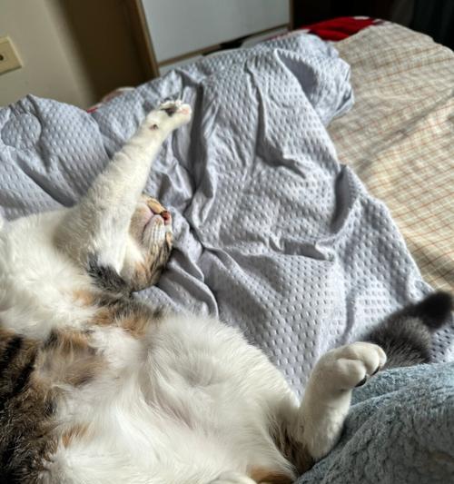 猫咪睡觉时为什么把身体卷成团（探究猫咪的睡姿和习性）