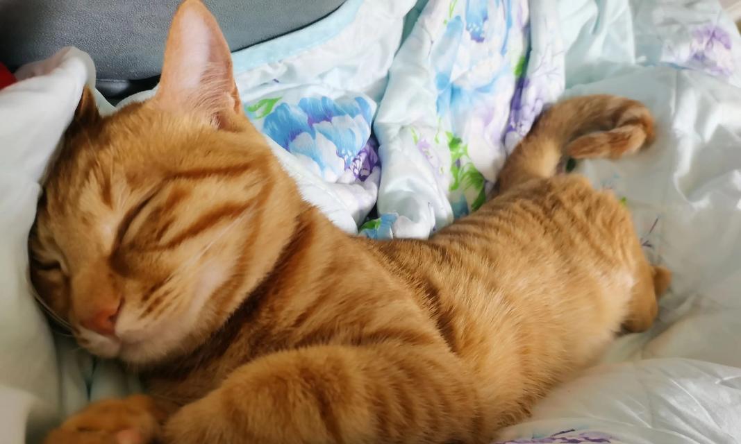 猫咪睡觉时为什么把身体卷成团（探究猫咪的睡姿和习性）