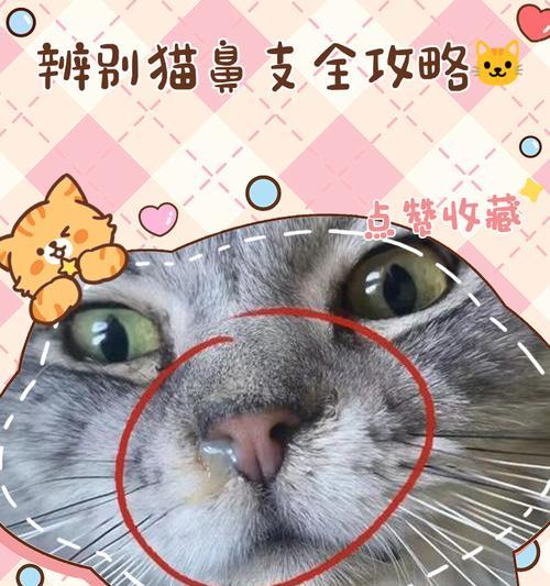 探索猫咪鼻子花纹背后的秘密（探索猫咪鼻子花纹背后的秘密）