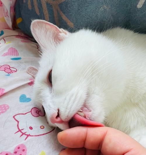 探索猫咪鼻子花纹背后的秘密(探索猫咪鼻子花纹背后的秘密) 探索猫咪鼻子花纹背后的秘密(探索猫咪鼻子花纹背后的秘密)