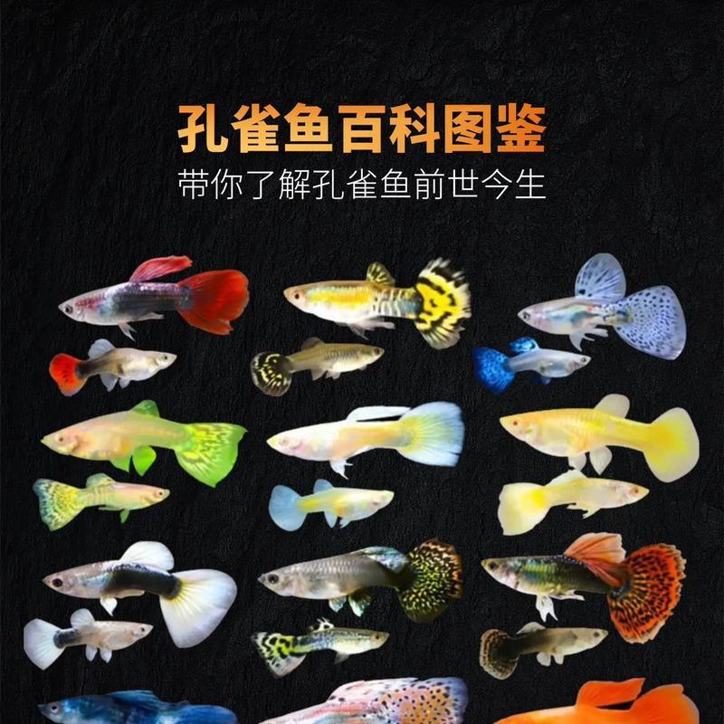 孔雀鱼与其他鱼类有何区别?它们的独特之处在哪里? 孔雀鱼与其他鱼类有何区别?它们的独特之处在哪里?