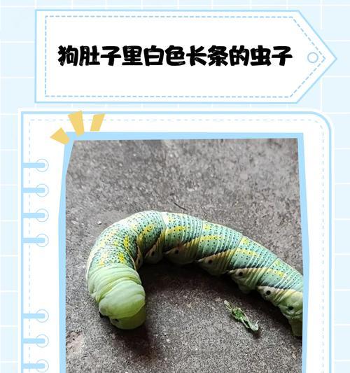 宠物狗身上的寄生虫大揭秘（从疫病到护理）