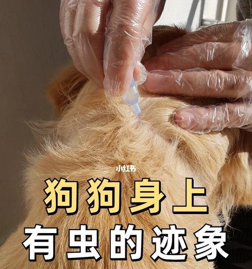 宠物狗身上的寄生虫大揭秘（从疫病到护理）