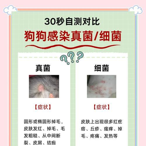 如何判断狗狗是否有皮肤病？有哪些常见症状？