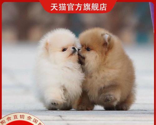 与时俱进的小型宠物狗(探寻长不大的宠物狗的成长之路) 与时俱进的小型宠物狗(探寻长不大的宠物狗的成长之路)