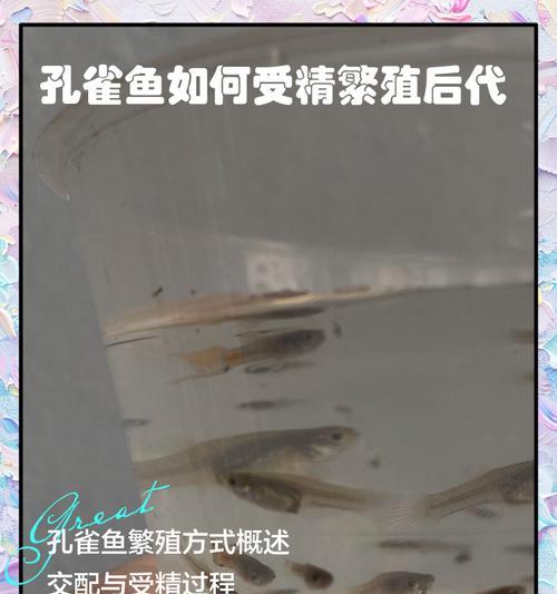 孔雀鱼下崽20条怎么办?如何处理孔雀鱼大量繁殖的情况? 孔雀鱼下崽20条怎么办?如何处理孔雀鱼大量繁殖的情况?