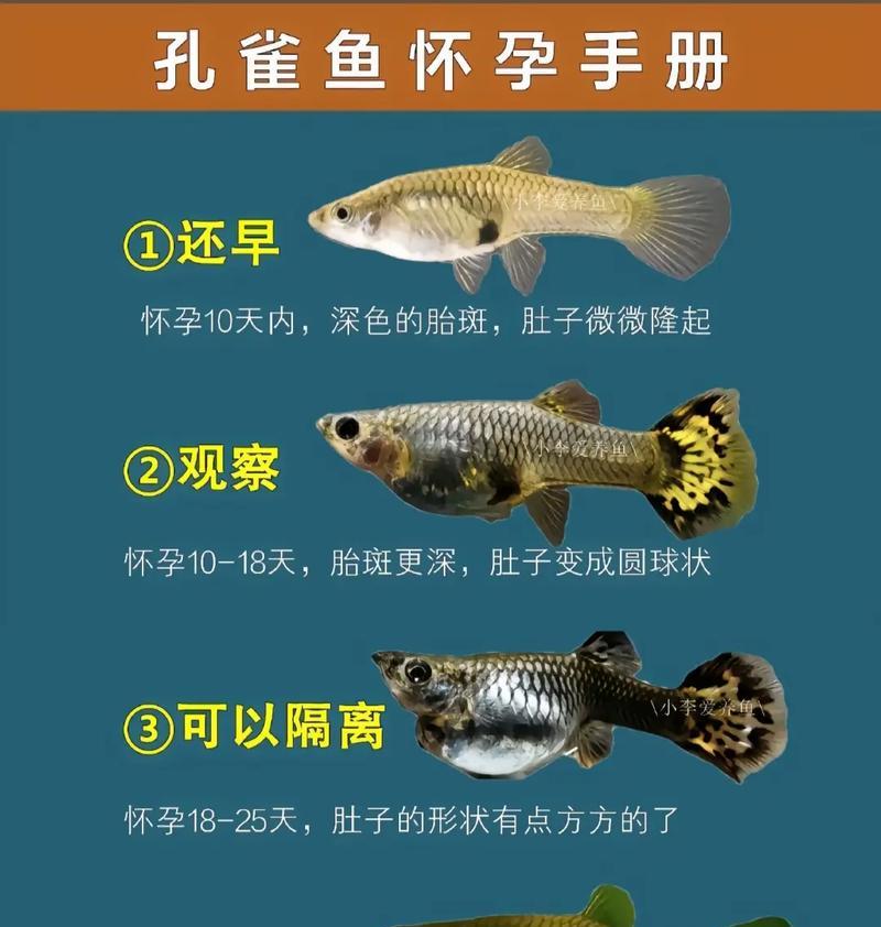 孔雀鱼下崽20条怎么办?如何处理孔雀鱼大量繁殖的情况? 孔雀鱼下崽20条怎么办?如何处理孔雀鱼大量繁殖的情况?