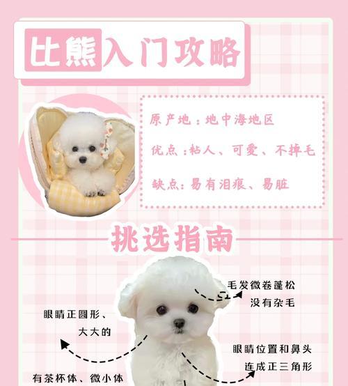比熊犬多久可以怀孕生孩子？最佳生育年龄是多少？
