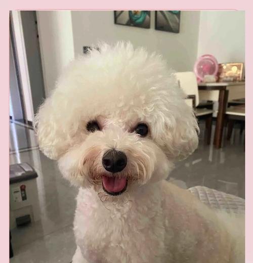 比熊犬多久可以怀孕生孩子?最佳生育年龄是多少? 比熊犬多久可以怀孕生孩子?最佳生育年龄是多少?