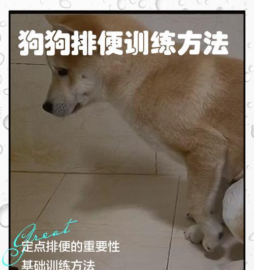 金毛大便拖把怎么清理？如何训练狗狗定点排便？