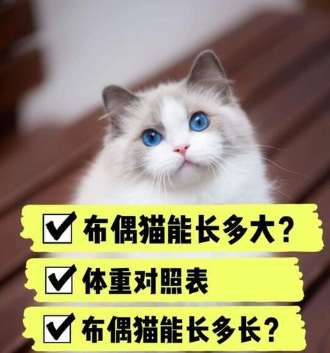 母布偶猫的标准体重是多少？