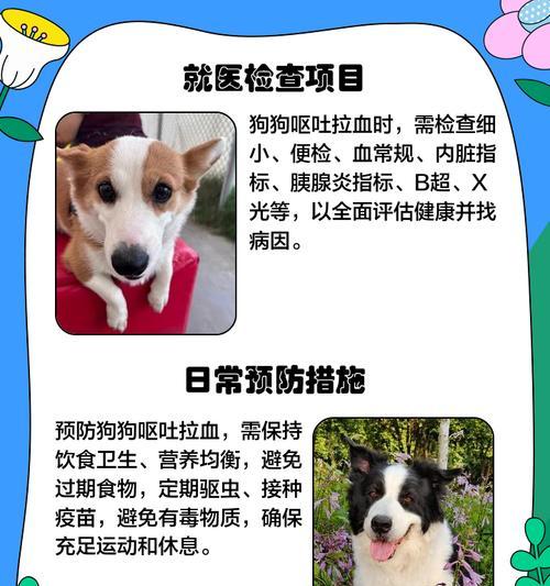 狗狗喝牛奶吐了怎么办？如何预防宠物乳糖不耐受？