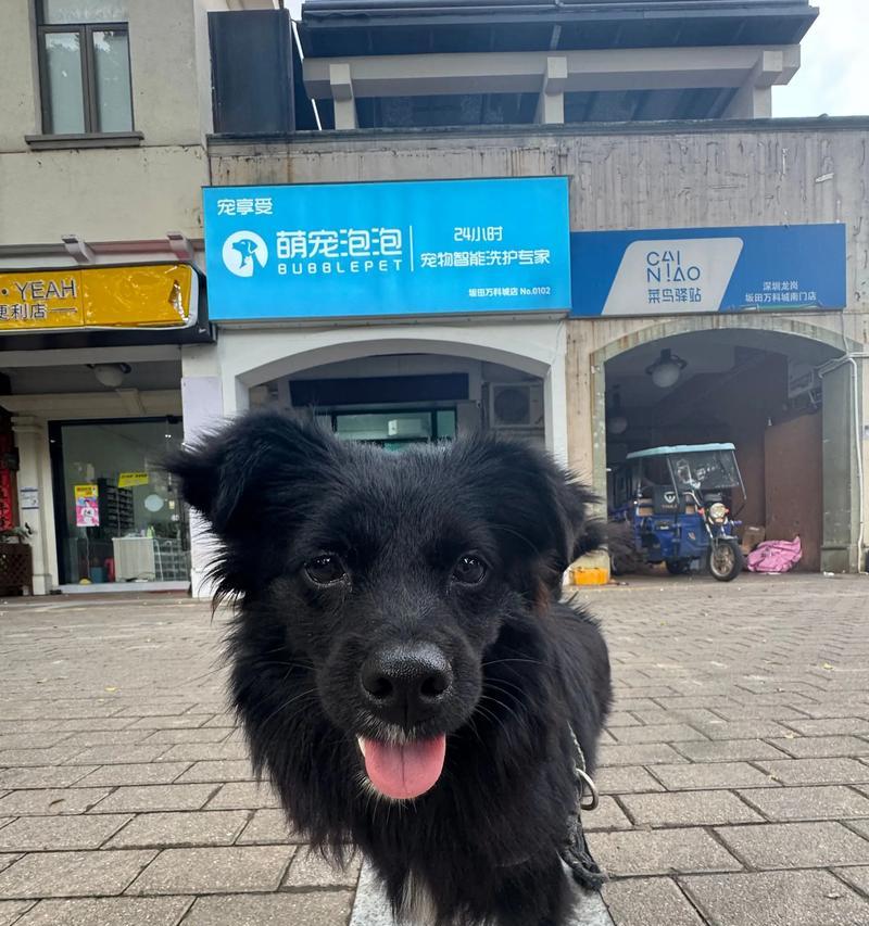如何训练萌宠（掌握这些技巧）