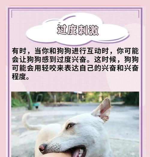 狗狗突然自残咬人的原因是什么？