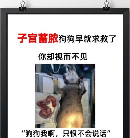 为什么狗狗需要绝育（了解绝育的重要性和益处）