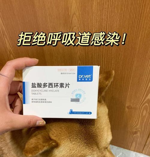 狗狗感冒了应该吃什么药？如何判断狗狗感冒？