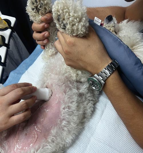狗狗避孕小贴士(专为宠物打造的安全避孕方式) 狗狗避孕小贴士(专为宠物打造的安全避孕方式)