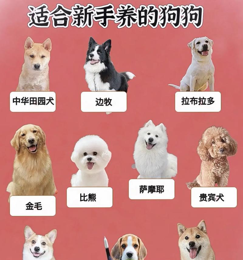 哪种狗狗最适合新手饲养？