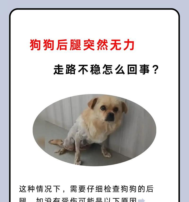 狗狗走路时前后摇摆是什么原因？需要担心吗？
