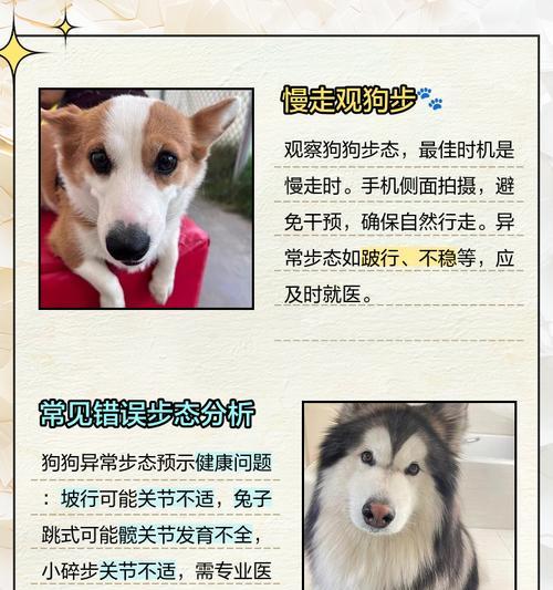 狗狗走路时前后摇摆是什么原因?需要担心吗? 狗狗走路时前后摇摆是什么原因?需要担心吗?