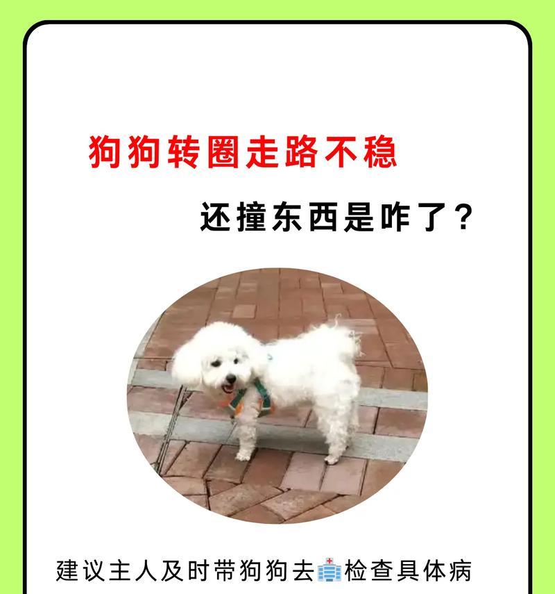 狗狗走路时前后摇摆是什么原因?需要担心吗? 狗狗走路时前后摇摆是什么原因?需要担心吗?