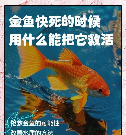 观赏鱼胀死有哪些症状?如何及时发现和处理? 观赏鱼胀死有哪些症状?如何及时发现和处理?