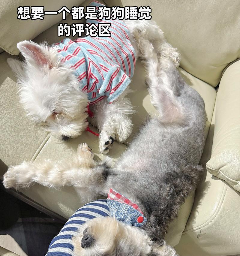 1岁狗狗为什么好睡觉（宠物狗狗的睡眠习惯和影响因素）